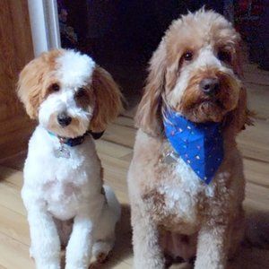 Meet your Posher, Ann